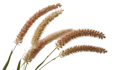 Obraz premium dry grass isolated on white