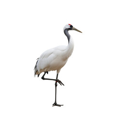 white crowned crane