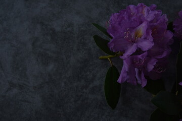 
Composition of plants, on black background, still life.