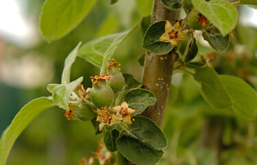 Close-up of young, unripe apples forming on tree branch in spring. The tiny green fruits are surrounded by fresh green leaves and remnants of blossoms. Rural landscape, Orchard.
