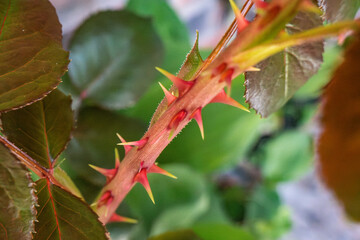 Thorns of a vibrant rose bush showcasing nature's intricate defense mechanism
