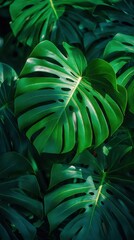 Obraz premium artistic professional photo of tropical monstera leaves with morning backlight and shadows, perfect lighting, realistic and cinematic style