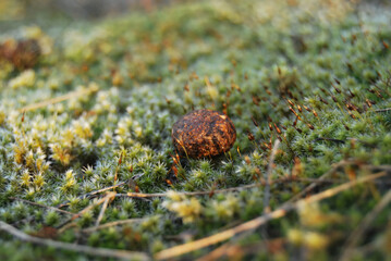 Fresh hare droppings on meadow moss,  close-up of animal poop in natural meadow habitat