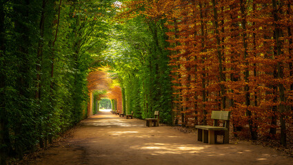 Obraz premium An autumn path winding through a colorful forest, bathed in golden sunlight