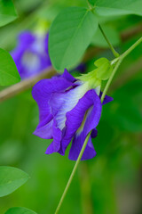 Beautiful butterfly pea flowers  on a nature background