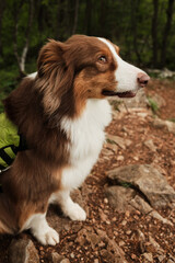 Australian Shepherd dog with green harness sitting on rocky hiking trail in forest. Ovcar mountain, Serbia country in spring season. Travel with pet concept.