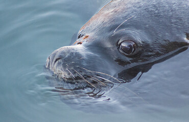 Patagonian Sea Lion Resting on Chilean Coast
