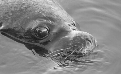 Patagonian Sea Lion Resting on Chilean Coast