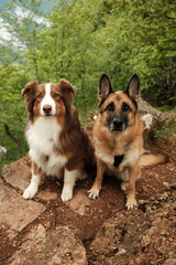 Two dogs - German and Australian Shepherd sitting on forest cliff with Morava River view. Serbia in spring season, Ovcar mountain. Travel with pets concept.