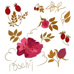 set with flowers and leaves and 
rosehip, pattern, decor, art, symbol, part of the logo, logo, flower, set