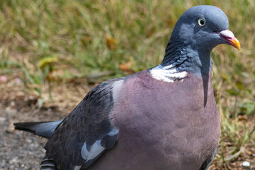 Portrait of wood pigeon up close. High quality photo