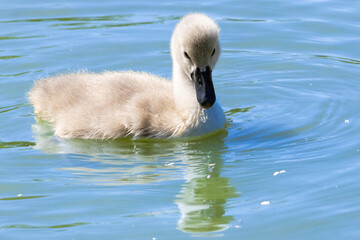 Baby mute swan close up. High quality photo