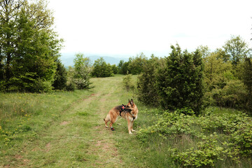 German Shepherd dog standing on a grassy trail surrounded by trees and bushes on Ovcar mountain. Hiking with pets concept.
