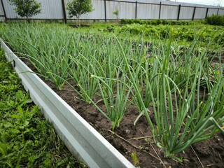 green grass in the garden, onion