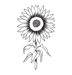 Line art Sunflower black and white outline vector illustration