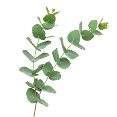 Obraz premium Eucalyptus branch with green leaves isolated on transparent background