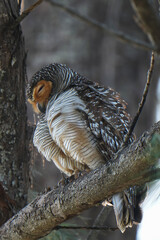 Spotted Wood-owl (Strix seloputo)sitting on a branch bird watching in the forest