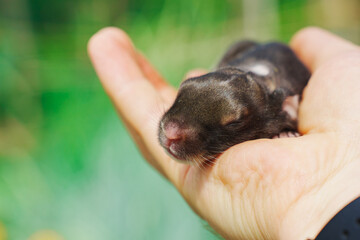 Care for newborn rabbits by a veterinarian at a clinic Generative AI