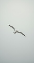 Obraz premium Single seagull bird flying in overcast sky