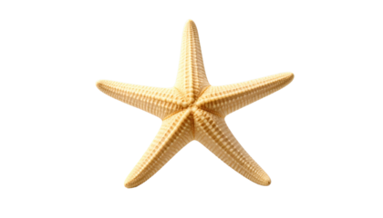 starfish isolated on solid white background 