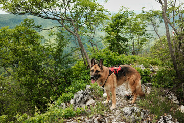 German Shepherd dog standing on a rocky trail with panoramic mountain views in the background....