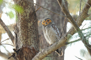 Spotted Wood-owl (Strix seloputo)sitting on a branch bird watching in the forest