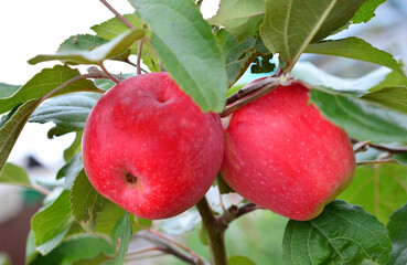 Two red apples hanging on a tree branch with green leaves wallpaper