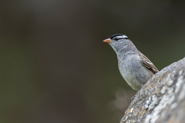 Fototapeta premium White crowned sparrow