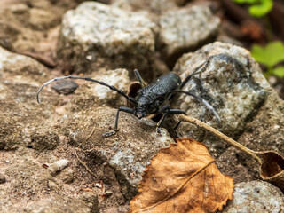 Longhorn Beetle Navigating a Rocky Terrain