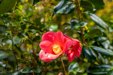 Bright inflorescence of red camellia in the rays of the sun