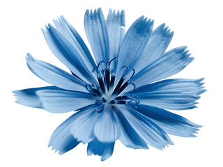 Fototapeta premium blue flower isolated on white background PNG