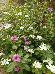 White and pink flowers in the garden