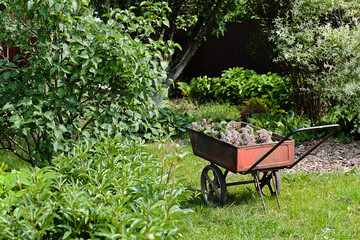 Vintage metal wheelbarrow filled with freshly pruned lilac flowers stands on green grass in a lush garden.