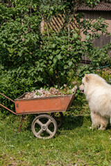A fluffy white Samoyed dog stands on green grass beside a vintage red wheelbarrow filled with pruned lilac flowers