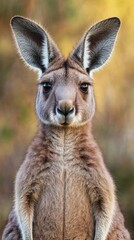 Fototapeta premium Kangaroo Pictures in the Wild