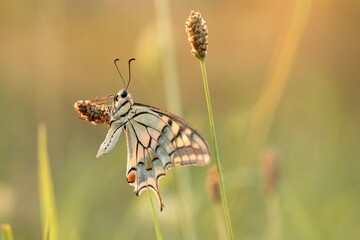 una farfalla macaone al tramonto