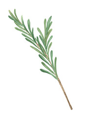 Single rosemary twig with green leaves isolated. Aromatic herb for cooking, aromatherapy, harmonization of Sun chakra. Herbal garden clipart. Hand-drawn watercolor illustration