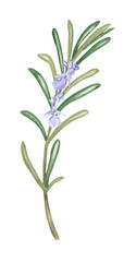 Fototapeta premium An isolated rosemary twig with green leaves and lilac flowers isolated. Aromatic herb for cooking, aromatherapy, harmonization of Sun chakra. Herbal garden clipart. Hand-drawn watercolor illustration