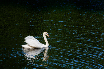 A large white swan with an orange beak swims on dark green water, creating light waves on a sunny day.