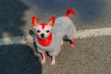 A chihuahua painted red in a gray jumpsuit stands on asphalt, looking at the camera.
