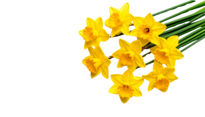 Bunch of yellow daffodils isolated on solid white background Png form