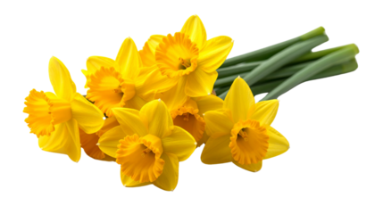 Bunch of yellow daffodils isolated on solid white background Png