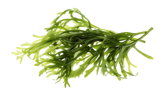 seaweed isolated on white background PNG