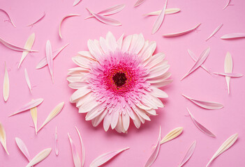Delicate pink gerbera flower surrounded by flower petals on a pink background.