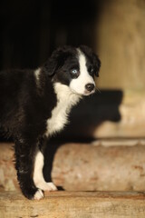 Black and white puppy is standing on a wooden step