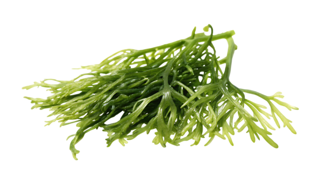 seaweed isolated on white background PNG