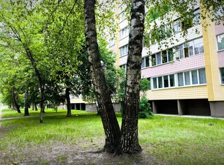 birch tree in the city. a birch tree in the city next to a multi-storey residential building. Summer urban landscape