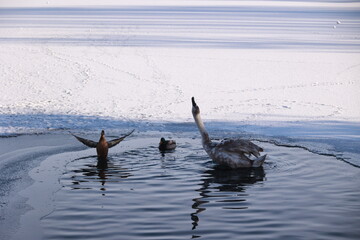 A swan is swimming in a body of water with two ducks nearby