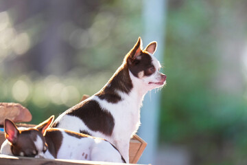 portrait of a Chihuahua small dog