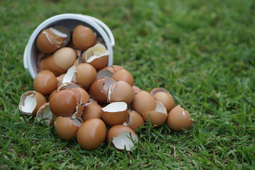 Eggshells on green grass, prepared to make compost. Concept,Eco-friendly food waste management....